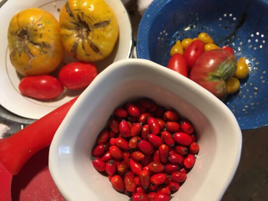 Ripe Spicebush Berries and Assorted Tomatoes from the Gardens